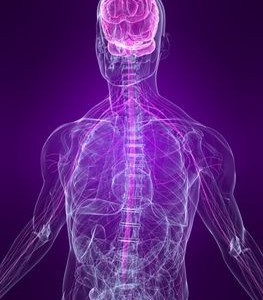 A Neurotransmitter serves the autonomic nervous system (ANS) on both its subdivisions known as sympathetic and parasympathetic divisions. These divisions are responsible of controlling a wide variety of activities in our...